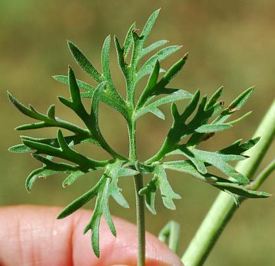 Delphinium_carolinianum_ssp_virescens_leaf1.jpg