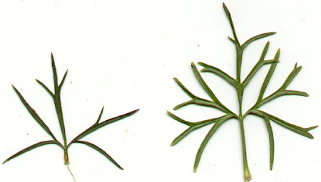 Delphinium_carolinianum_ssp_virescens_leaves.jpg