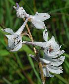 Delphinium carolinianum ssp. virescens thumbnail