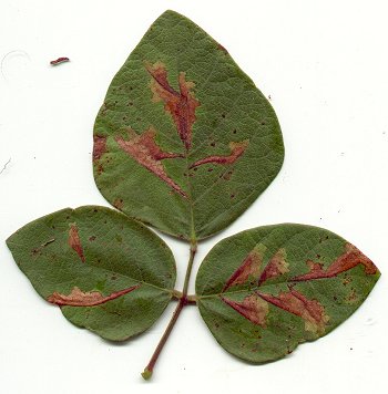 Desmodium_viridiflorum_leaf1.jpg