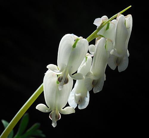 Dicentra_canadensis_inflorescence.jpg