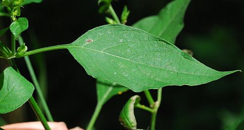 Dicliptera_brachiata_leaf1.jpg