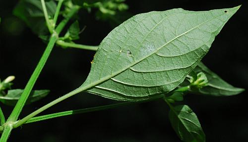 Dicliptera_brachiata_leaf2.jpg