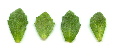 Draba_cuneifolia_leaves.jpg