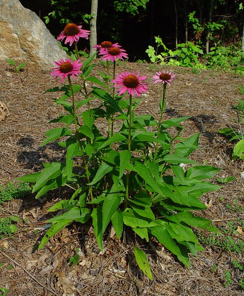 Echinacea_purpurea_plant.jpg