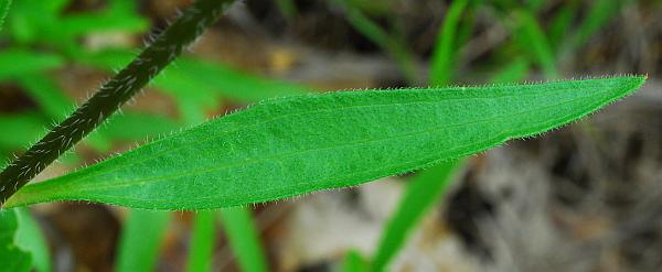 Echinacea_simulata_leaf.jpg
