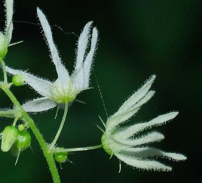 Echinocystis_lobata_flowers.jpg