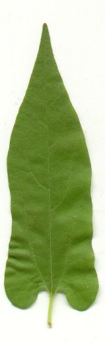 Endodeca_serpentaria_leaf.jpg