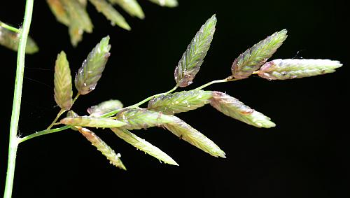 Eragrostis_cilianensis_inflorescence2.jpg
