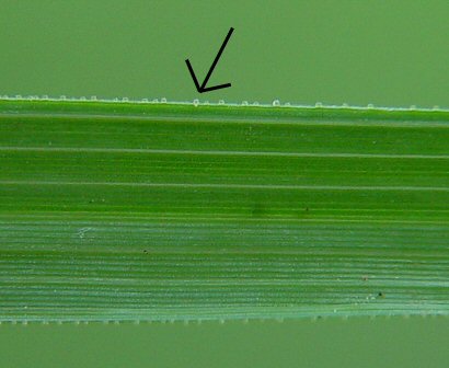 Eragrostis_cilianensis_leaf_glands.jpg