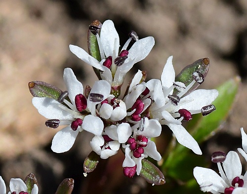 Erigenia_bulbosa_flowers3.jpg
