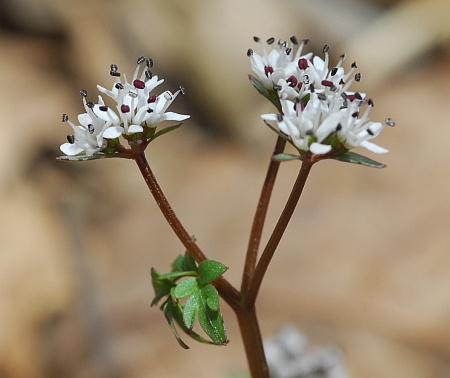 Erigenia_bulbosa_inflorescence.jpg