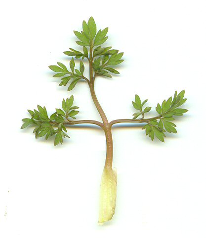 Erigenia_bulbosa_leaf.jpg