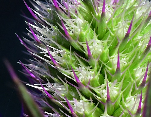 Eryngium_leavenworthii_florets.jpg