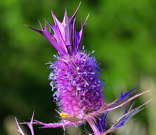 Eryngium_leavenworthii_inflorescence.jpg