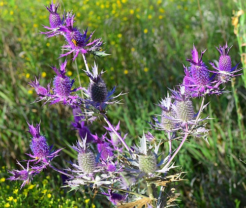 Eryngium_leavenworthii_inflorescences0.jpg