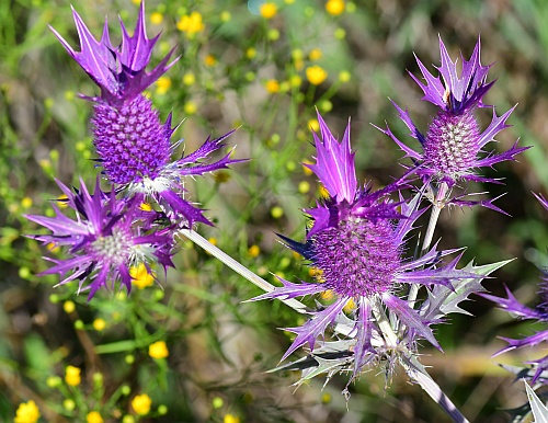 Eryngium_leavenworthii_inflorescences1.jpg