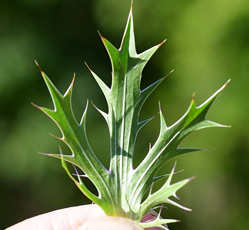 Eryngium_leavenworthii_leaf1.jpg