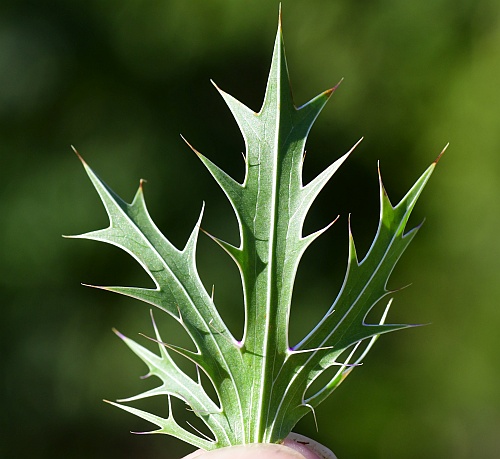 Eryngium_leavenworthii_leaf2.jpg