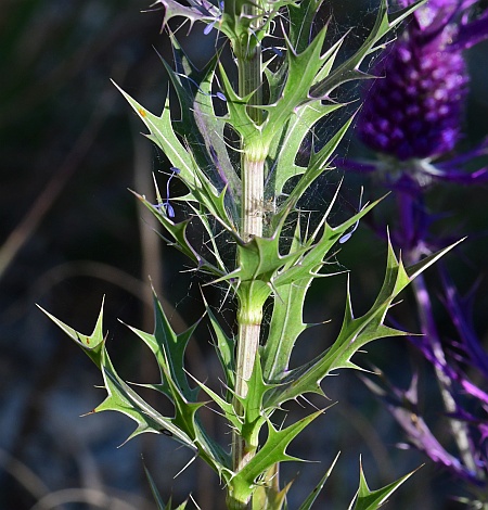 Eryngium_leavenworthii_leaves.jpg