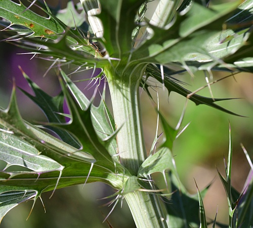 Eryngium_leavenworthii_stem.jpg