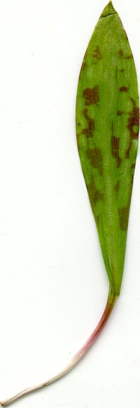 Erythronium_albidum_leaf.jpg