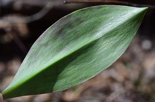 Erythronium_albidum_leaf2.jpg