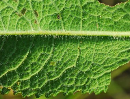Eupatorium_perfoliatum_leaf.jpg