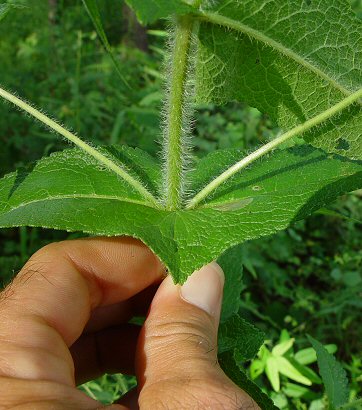 Eupatorium_perfoliatum_leaf_base.jpg