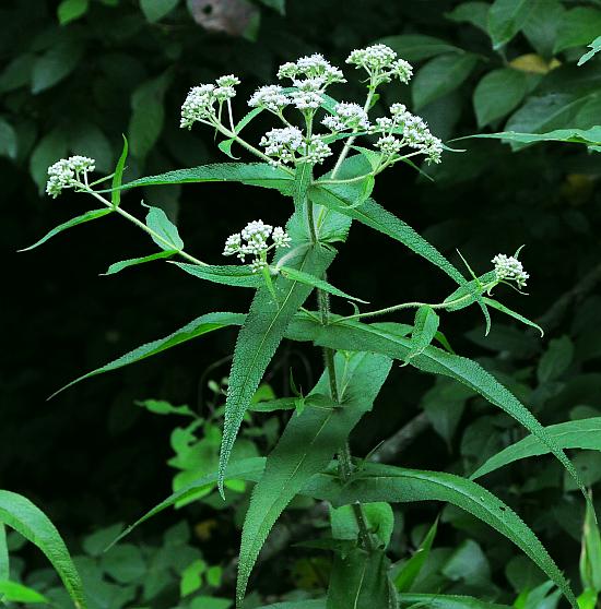 Eupatorium_perfoliatum_plant.jpg