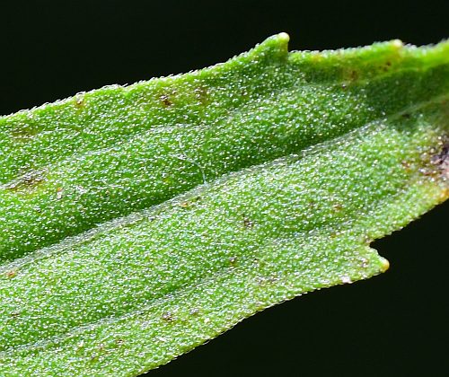 Eupatorium_semiserratum_leaf1a.jpg