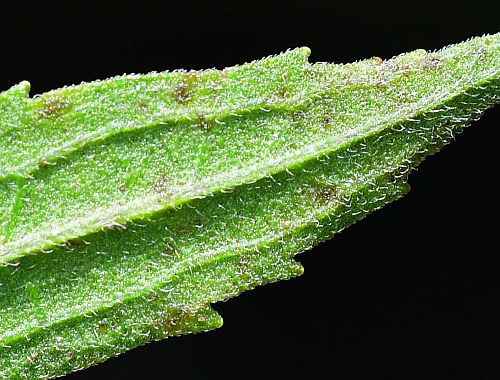 Eupatorium_semiserratum_leaf2a.jpg