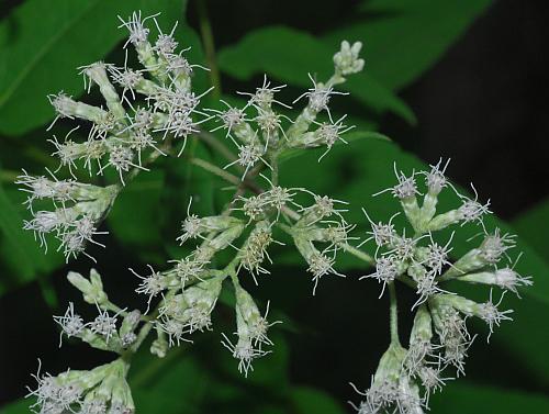 Eupatorium_sessilifolium_inflorescence2.jpg