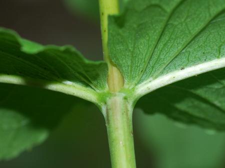 Eupatorium_sessilifolium_leaf.jpg