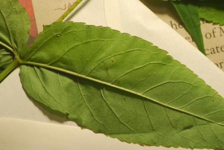 Eupatorium_sessilifolium_leaf2.jpg