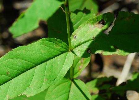 Eupatorium_sessilifolium_leaf3.jpg