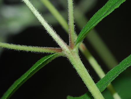 Eupatorium_sessilifolium_stem2.jpg