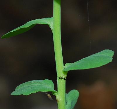 Euphorbia_commutata_stem.jpg