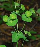 Euphorbia commutata thumbnail