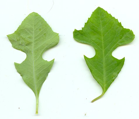 Euphorbia_cyathophora_leaves.jpg