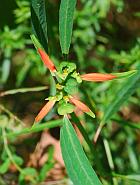 Euphorbia cyathophora thumbnail