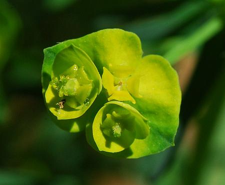 Euphorbia_cyparissias_cyathia.jpg