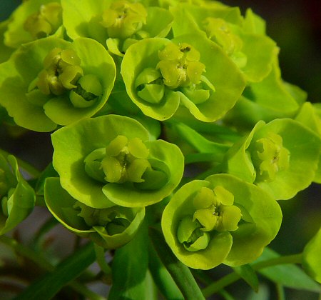 Euphorbia_cyparissias_flowers.jpg