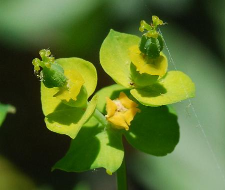 Euphorbia_cyparissias_fruits.jpg