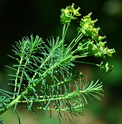 Euphorbia_cyparissias_inflorescence.jpg