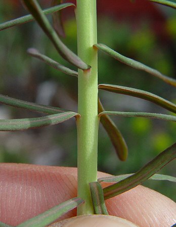 Euphorbia_cyparissias_stem.jpg