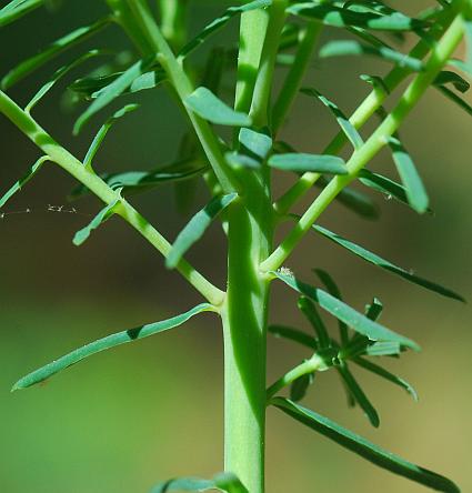 Euphorbia_cyparissias_stem2.jpg