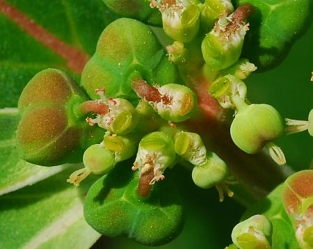 Euphorbia_davidii_flowers.jpg