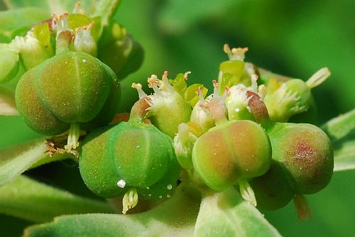 Euphorbia_davidii_fruits.jpg
