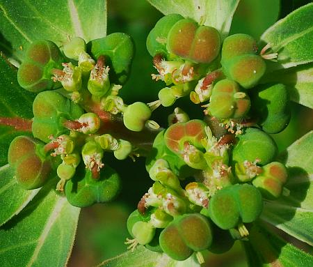 Euphorbia_davidii_inflorescence2.jpg